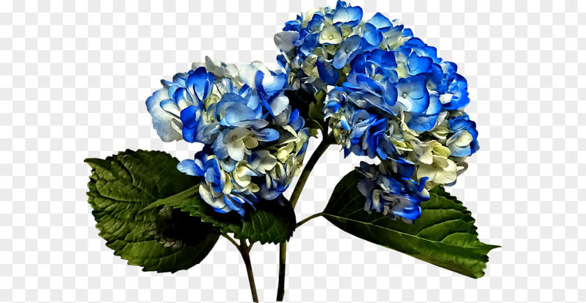 Hydrangea Blue Floral Design Cut Flowers Flower Bouquet PNG