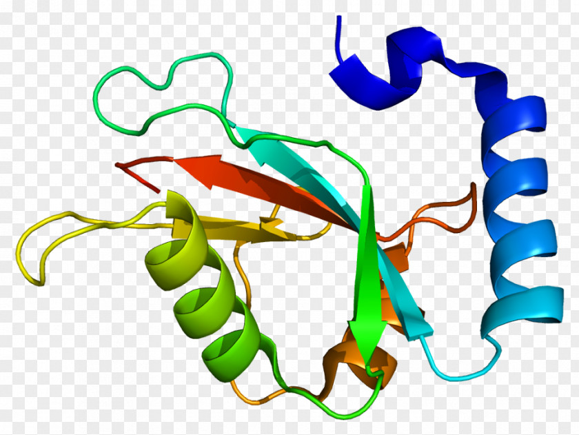 MAP1LC3B Structure Protein Lysosome Autophagy PNG