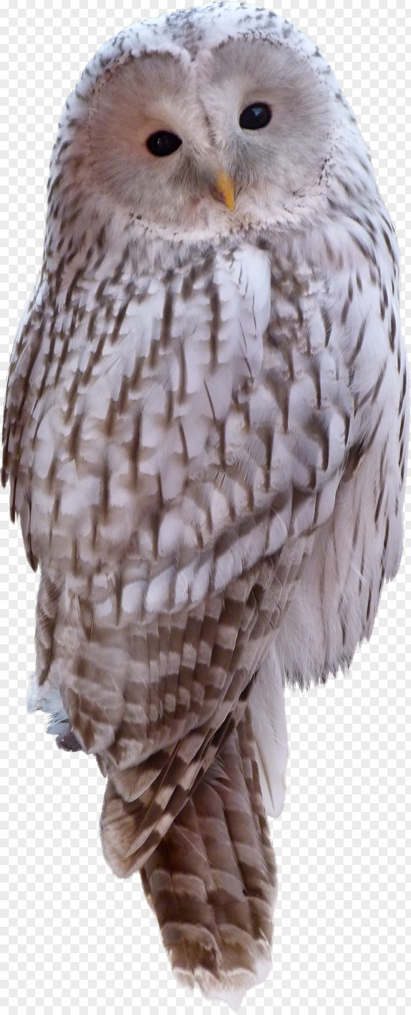 Owl Snowy Bird Animal Clip Art PNG