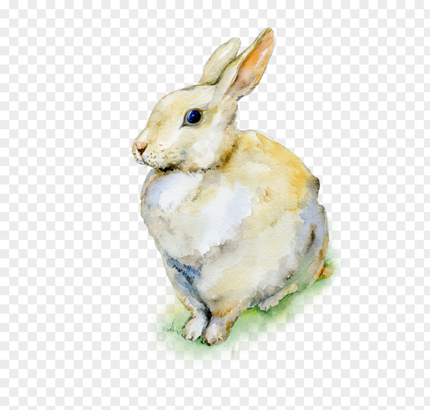 Rabbit Holland Lop Easter Bunny Watercolor Painting PNG