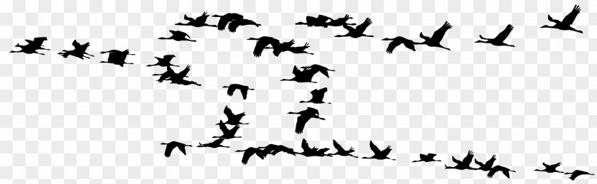 Ripples Crane Bird Migration Flock Silhouette PNG