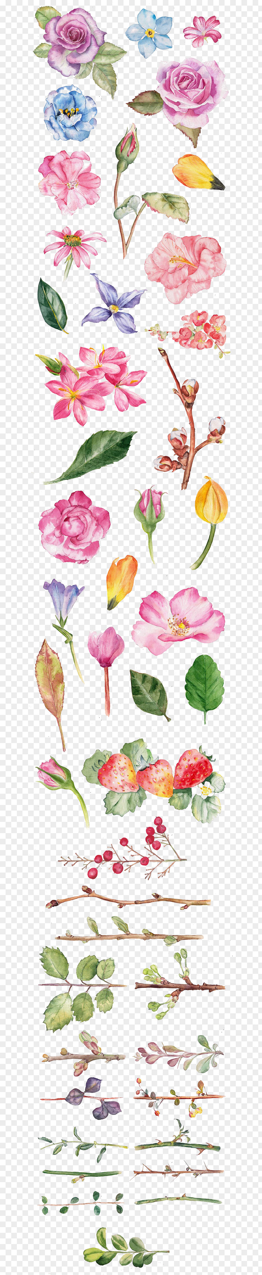 Rose Watercolor Painting Flower Drawing Illustration PNG