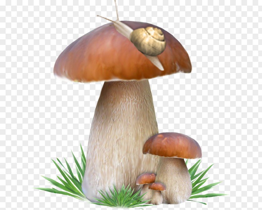 Snail On Mushrooms Penny Bun Mushroom PNG