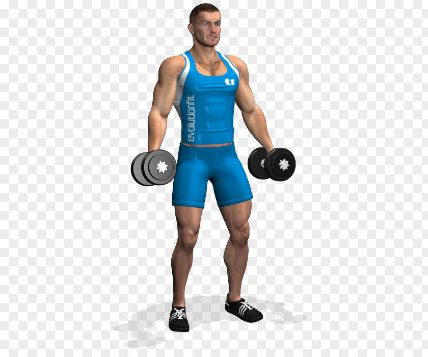 Biceps Curl Weight Training Dumbbell Barbell PNG