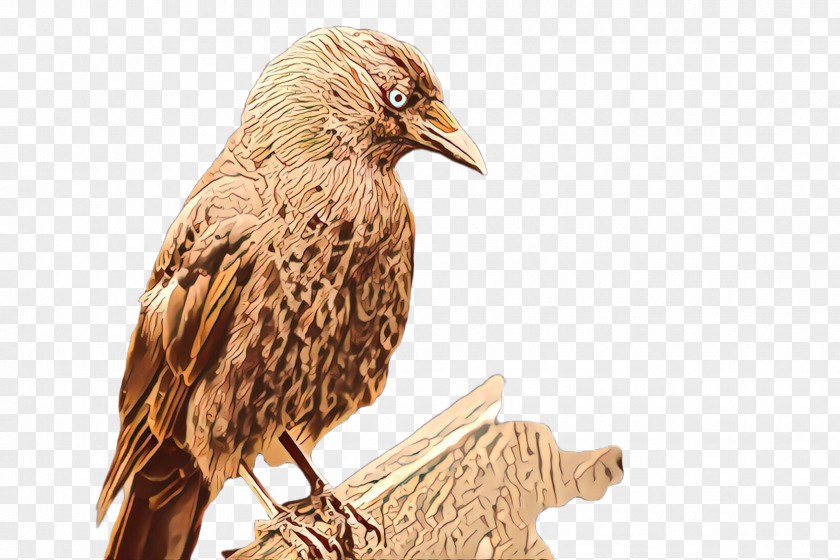Bird Beak Falconiformes Wood Eagle PNG