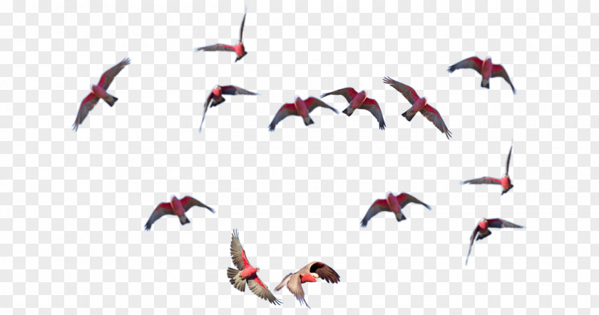 Bird Water Beak Flock PNG