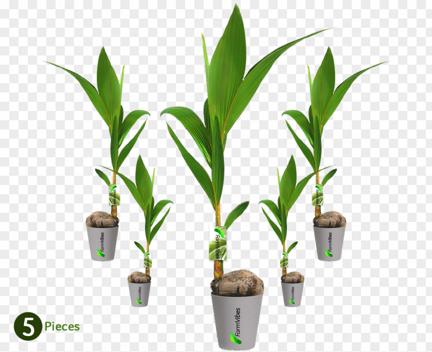 Coconut Leaves Whole Palm Trees Dwarf Plants PNG