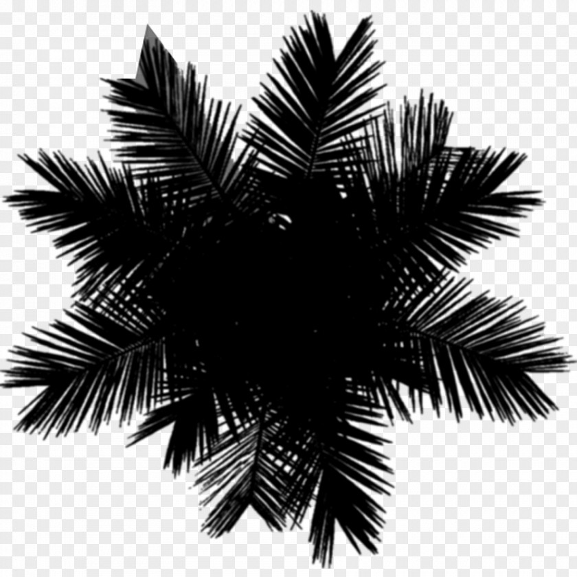 M Date Palm Borassus Asian Palmyra Black & White PNG