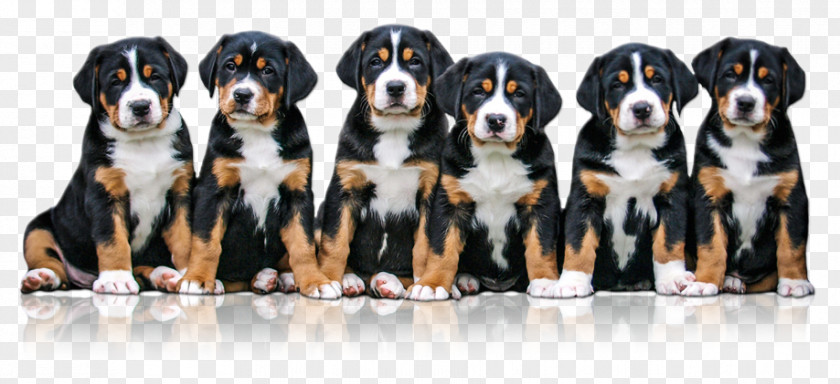 Puppy Greater Swiss Mountain Dog Entlebucher Breed Appenzeller Sennenhund Bernese PNG