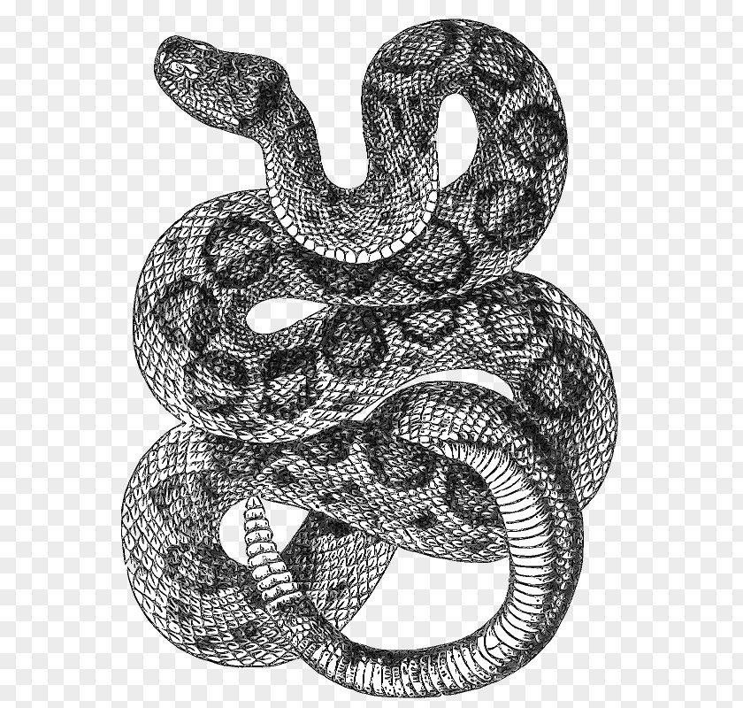 Snakes Western Diamondback Rattlesnake Drawing Clip Art PNG