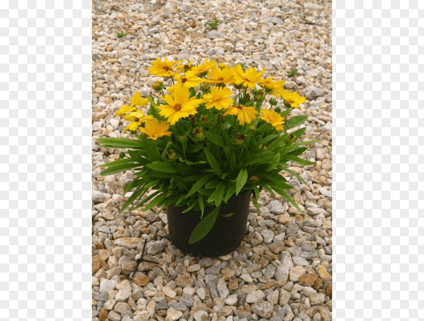 African Sunset Garden Large-flowered Tickseed Marigolds Flowerpot Ornamental Plant PNG