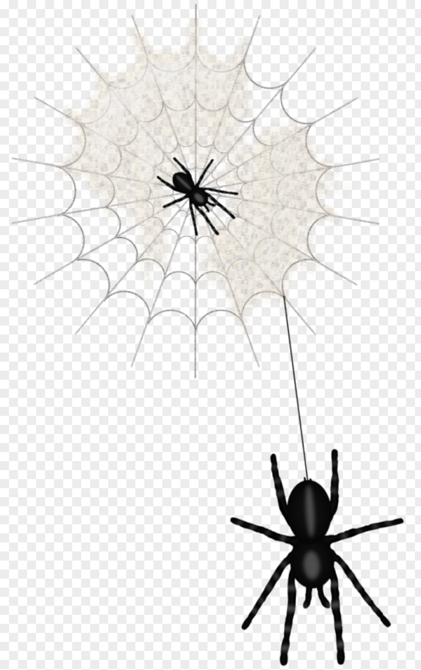 Spider Web Animation Widow Spiders Clip Art PNG