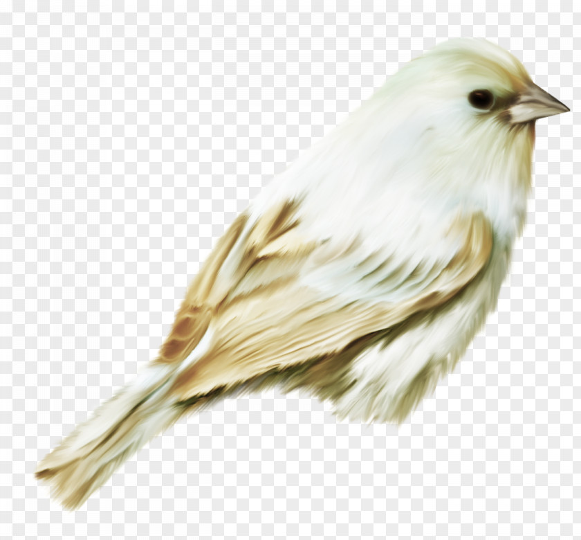 Bird Watercolor Painting Owl PNG