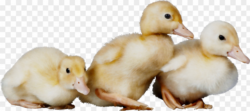 Duck Animal Communication Information PNG