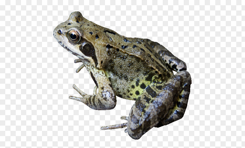 Frog File Common PNG