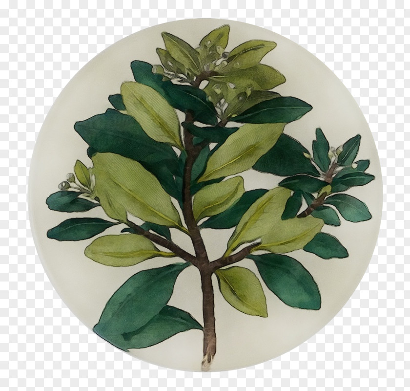 Leaf Flowerpot Houseplant Herb Science PNG