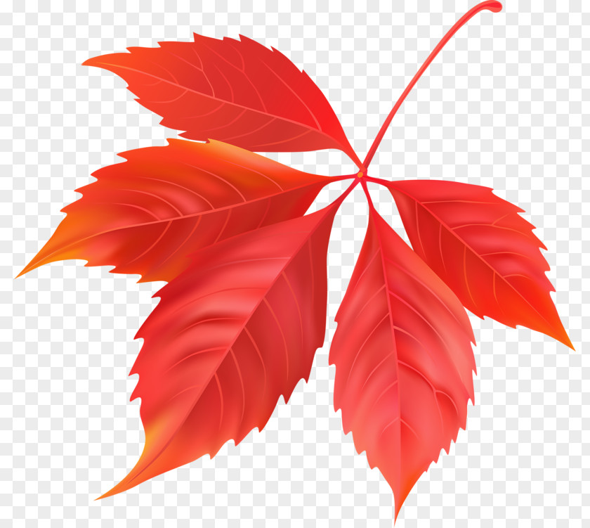 Red Maple Leaf Canada PNG