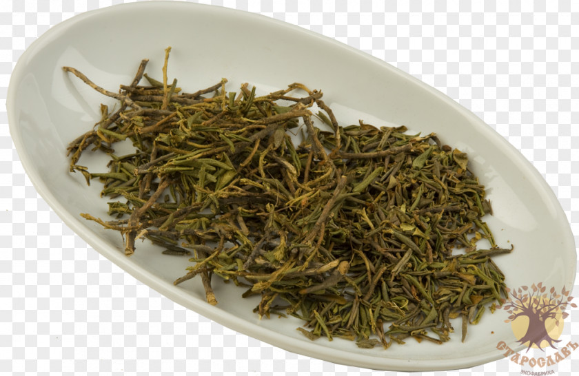 Tea Nilgiri White Dianhong Plant PNG