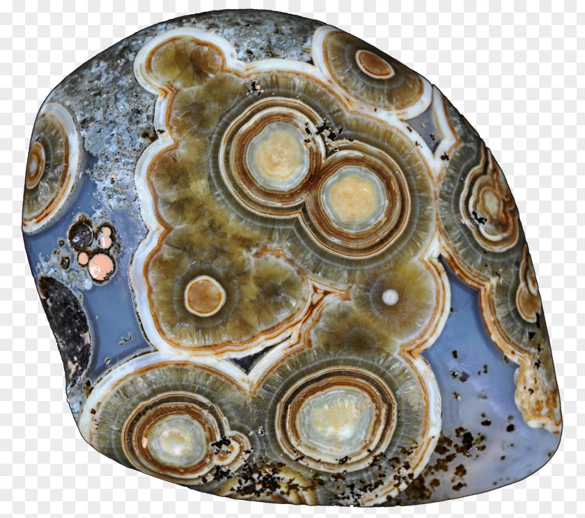 Circle Abalone Organism PNG