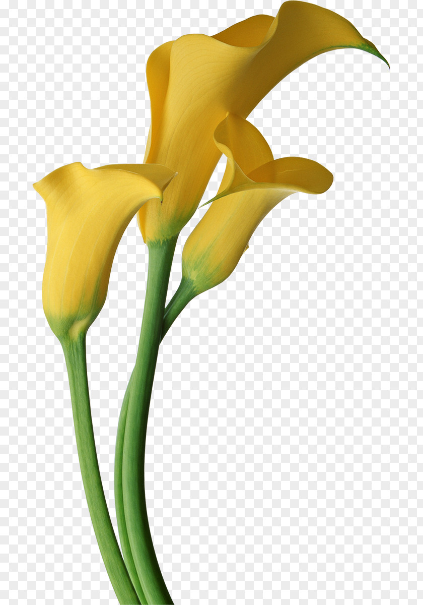 Gladiolus Arum-lily Lilium Callalily Flower Clip Art PNG