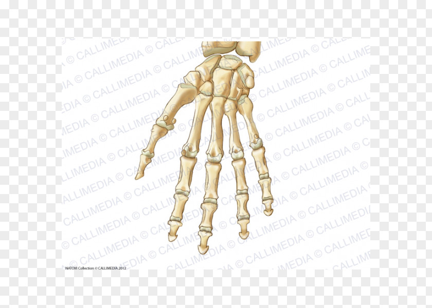 Hand Thumb Carpal Bones Anatomy Ligament PNG