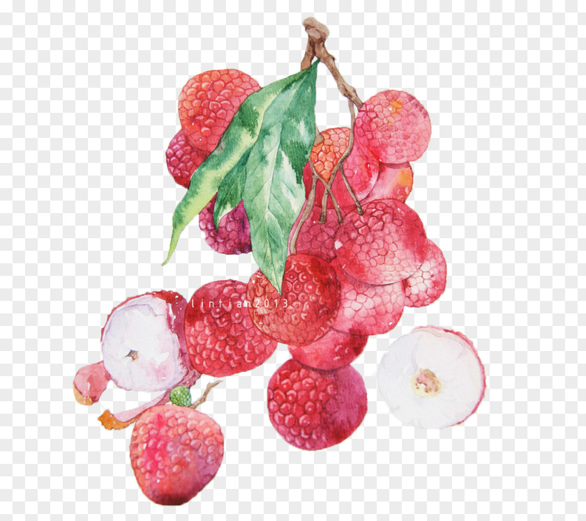 Japanese Taste Lychee Watercolor Painting Fruit Auglis Illustration PNG
