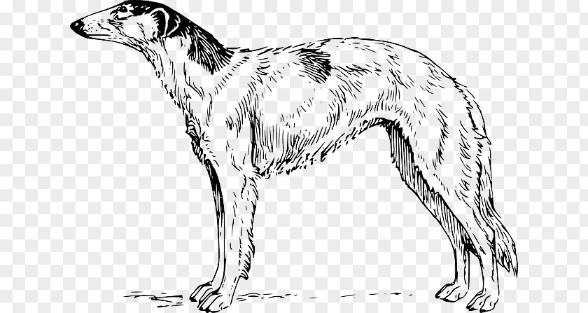 Spotted Dog Borzoi Whippet Airedale Terrier Irish Wolfhound Greyhound PNG