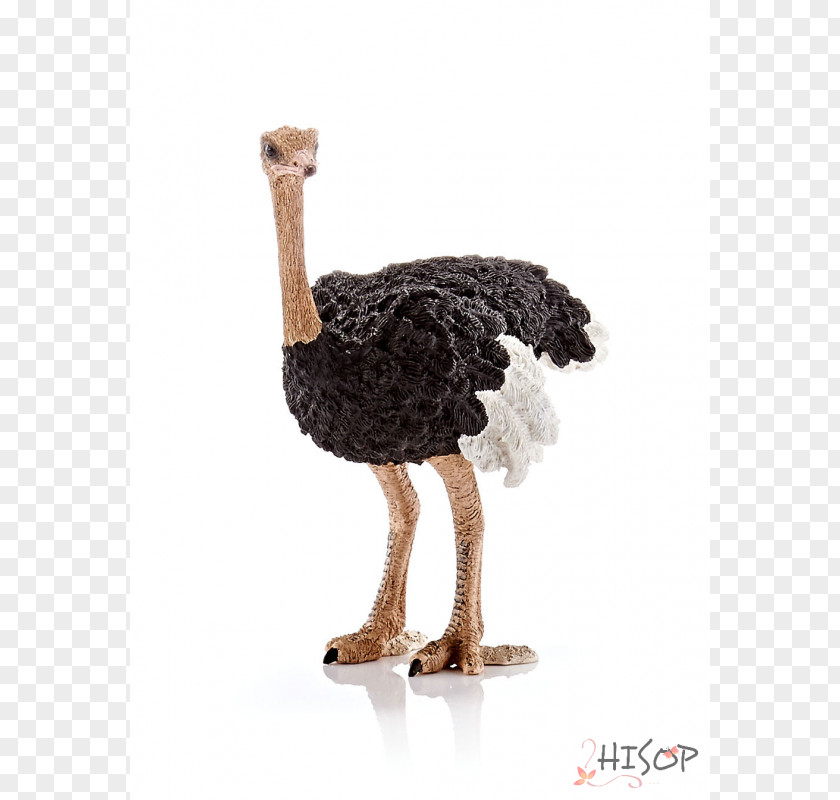 Toy Common Ostrich Schleich Emu Barbie PNG