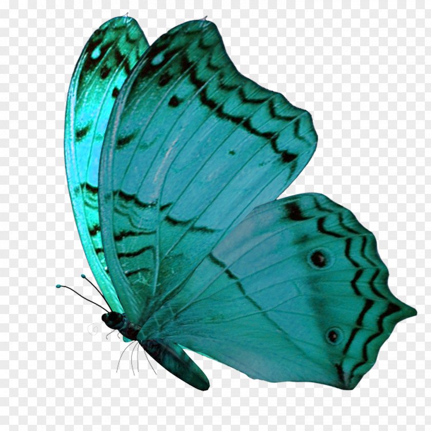 Butterfly PaintShop Pro PNG