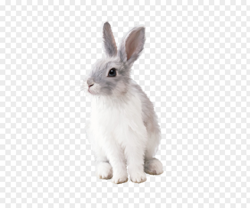 Rabbit Hare Clip Art PNG