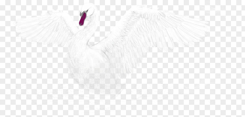 White Swan Feather Water Bird Beak PNG