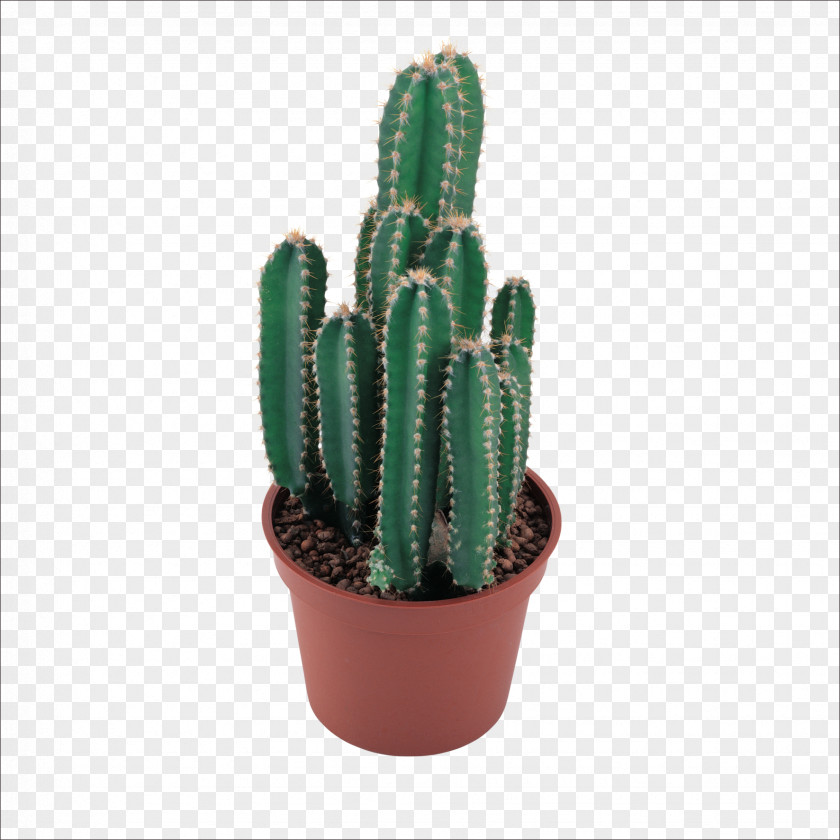 Cactus Cactaceae Clip Art PNG