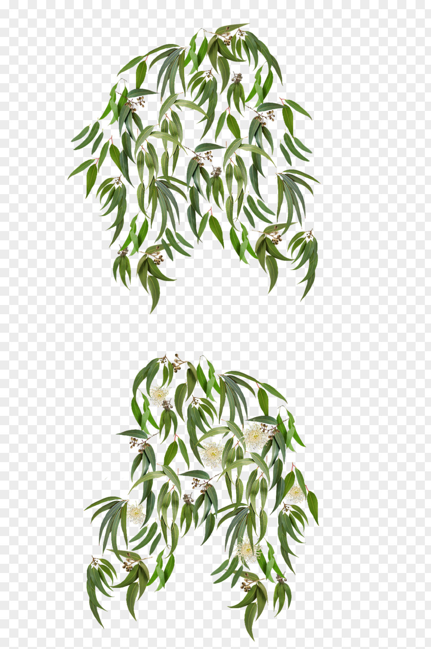 Eucalyptus Crebra Polyanthemos Leaf Plant PNG