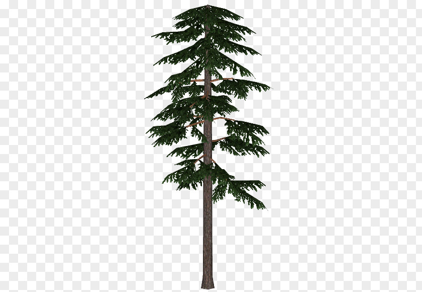 Pine Leaves Boreal Forest Of Canada Fir Spruce Scots Pinus Contorta PNG