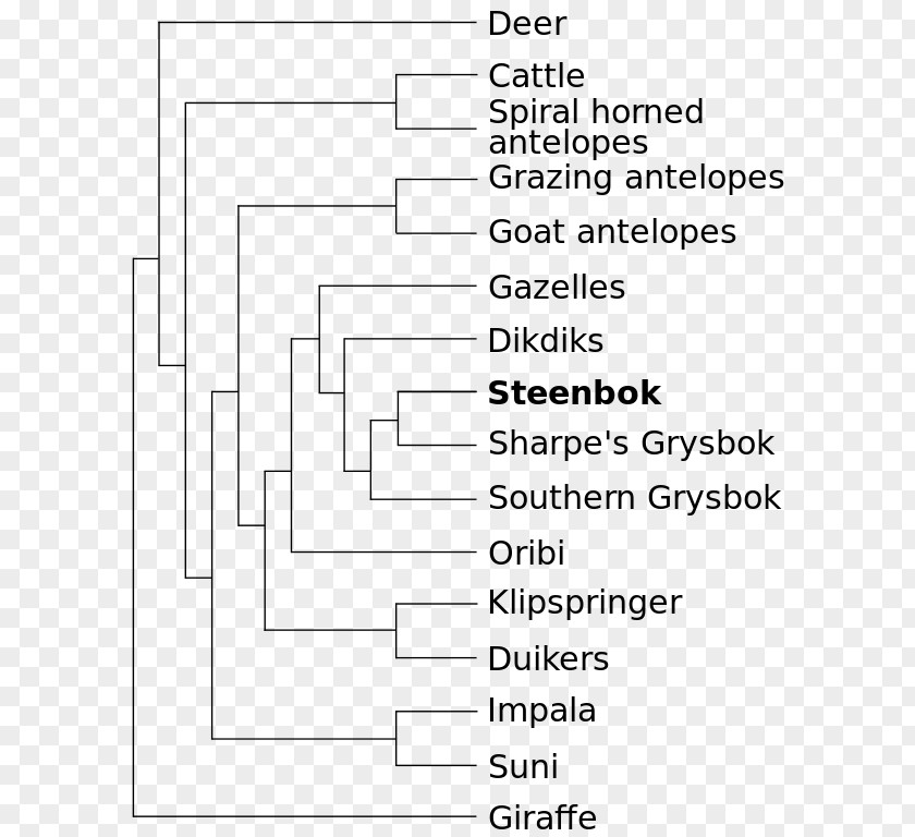 Tree Antelope Okapi Steenbok Phylogenetic Phylogenetics PNG
