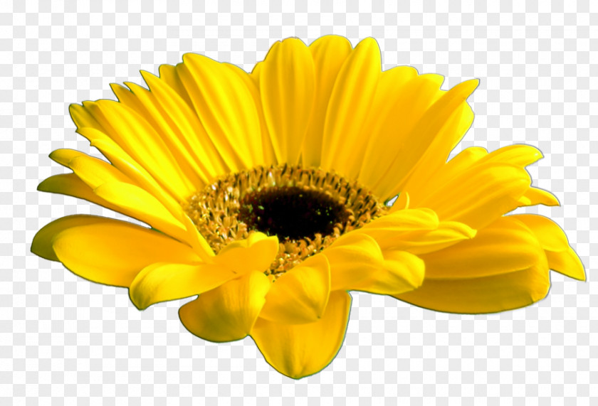 Yellow Flowers Cut Common Daisy PNG