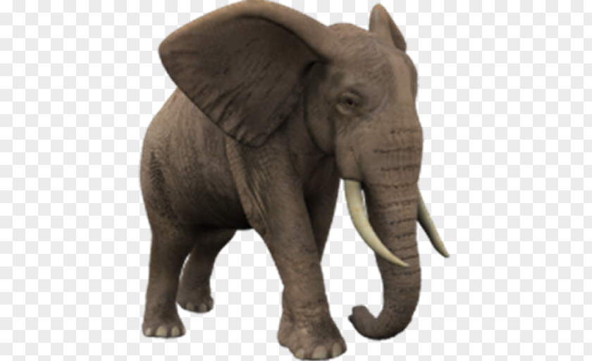 African Elephant Elephantidae Clip Art PNG