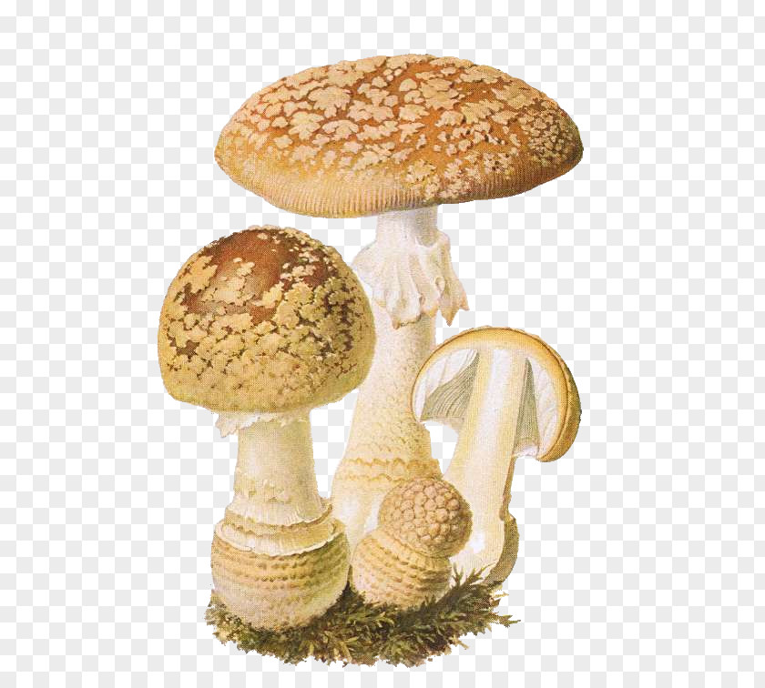 Amanita Muscaria Shiitake Fungus Chanterelle Agaric PNG