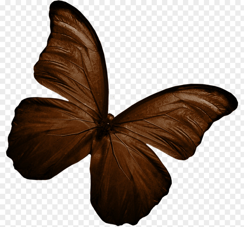 Butterfly Stock Photography Color PNG