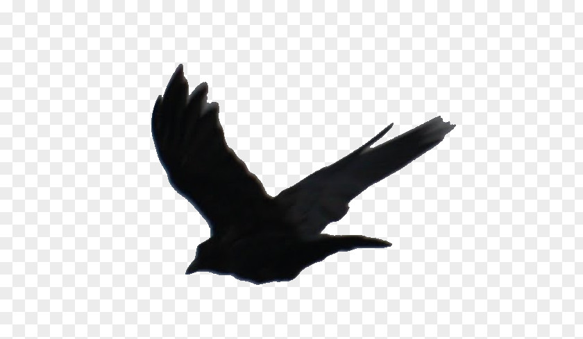 Divergent Series The Beatrice Prior American Crow YouTube PNG