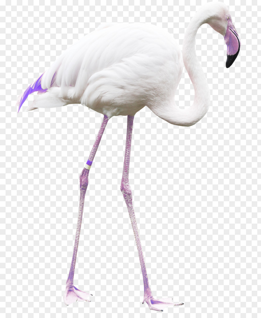 Number 18 Bird Flamingos Beak Clip Art Cygnini PNG