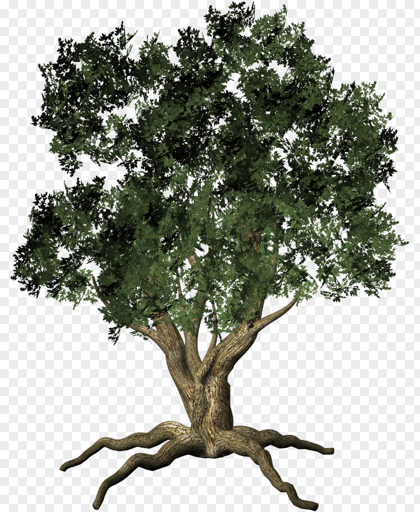 Oak Tree Shrub Clip Art PNG