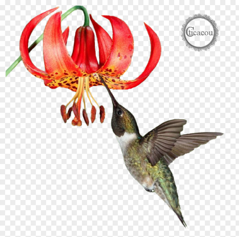 Oiseau Hummingbird M Fauna Beak Flowering Plant PNG