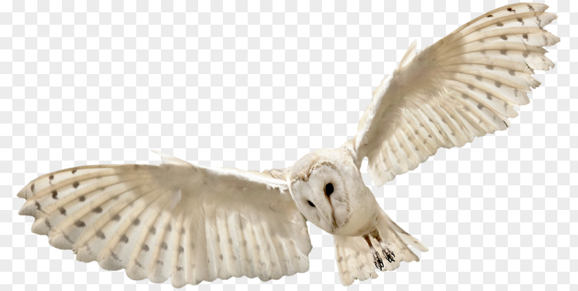 Owl Bird Flight PNG