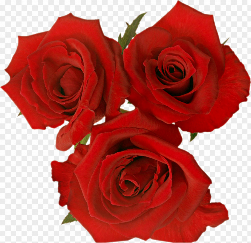 Rose Garden Roses Rosa Gallica Flower Clip Art PNG