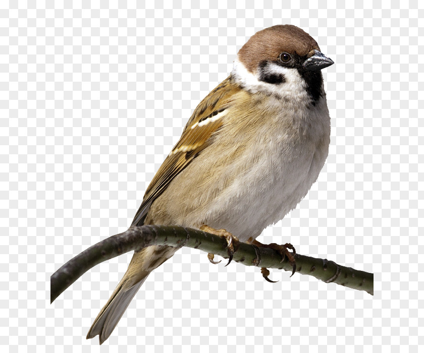 Sparrow House Bird Clip Art Image PNG