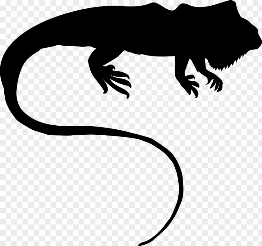Common Iguanas Reptile PNG