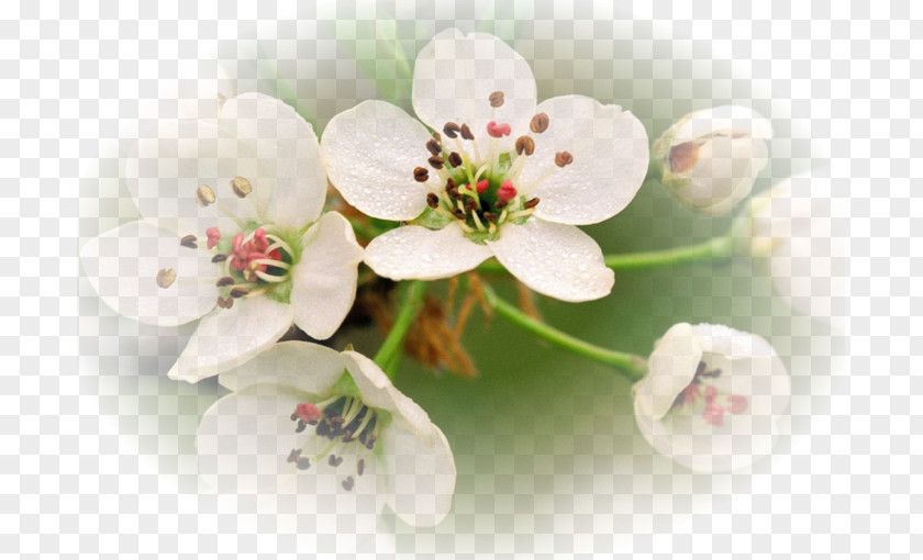 Flower High-definition Television Desktop Wallpaper Blossom 1080p PNG