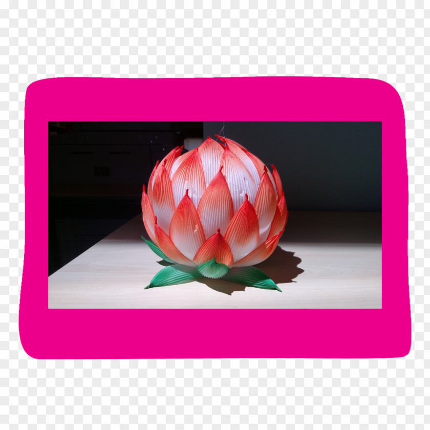 Lotus Lantern Flowering Plant Petal Magenta PNG