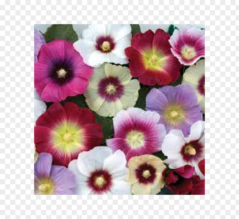 Rose Hollyhock Perennial Plant Ornamental Grass Garden PNG